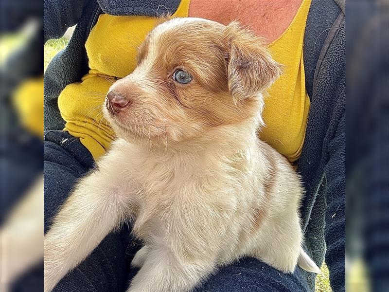 Aussie Mini Miniature Australian Shepherd Border Collie Welpen Showlinie Hündin Rüde