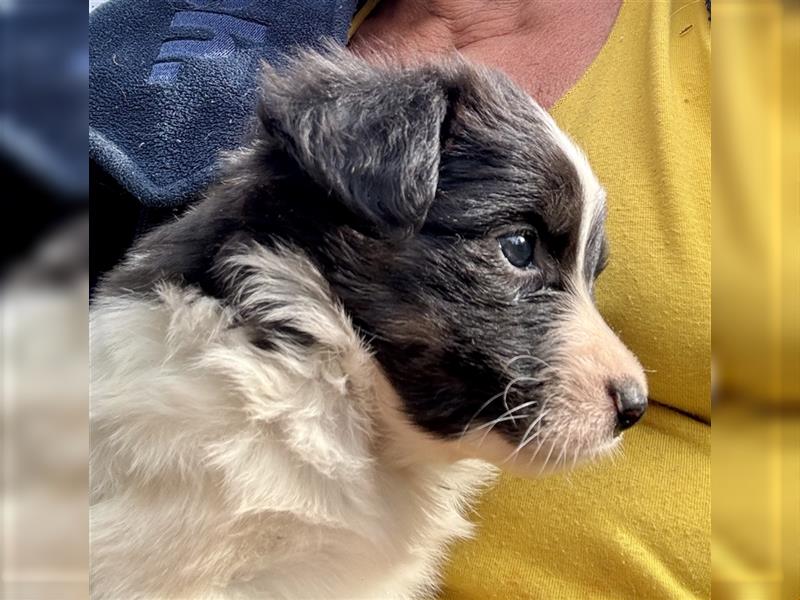 Aussie Mini Miniature Australian Shepherd Border Collie Welpen Showlinie Hündin Rüde