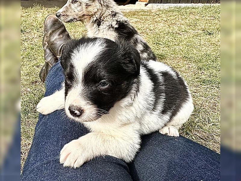 Aussie Mini Miniature Australian Shepherd Border Collie Welpen Showlinie Hündin Rüde