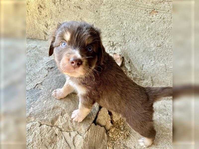 Aussie Mini Miniature Australian Shepherd Border Collie Welpen Showlinie Hündin Rüde