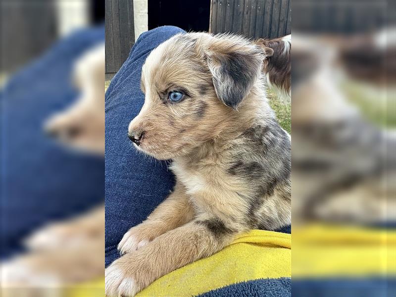 Aussie Mini Miniature Australian Shepherd Border Collie Welpen Showlinie Hündin Rüde