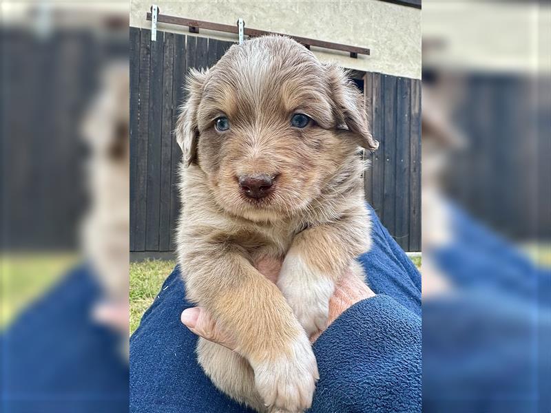 Aussie Mini Miniature Australian Shepherd Border Collie Welpen Showlinie Hündin Rüde