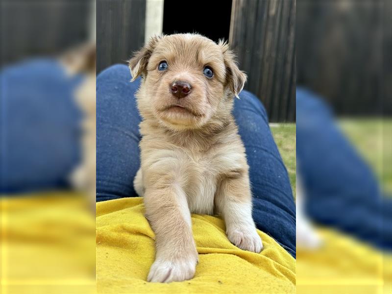 Aussie Mini Miniature Australian Shepherd Border Collie Welpen Showlinie Hündin Rüde