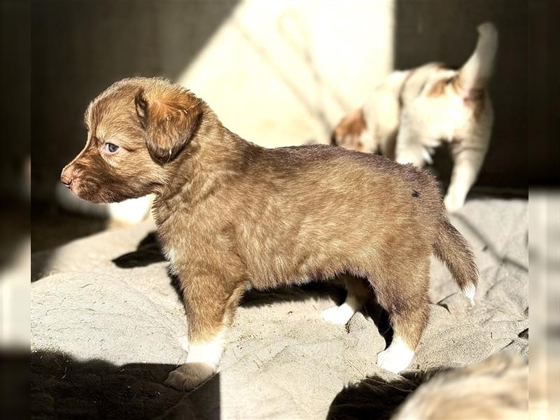 Aussie Mini Miniature Australian Shepherd Border Collie Welpen Showlinie Hündin Rüde