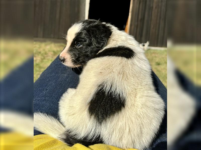 Aussie Mini Miniature Australian Shepherd Border Collie Welpen Showlinie Hündin Rüde