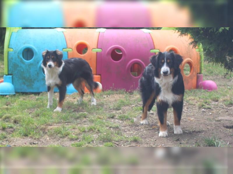 Traumhafte Miniature Australian Shepherd Junghunde ohne Abstammungsnacchweis.