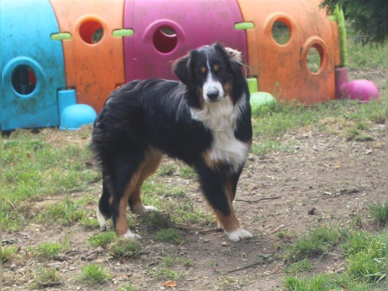 Traumhafte Miniature Australian Shepherd Junghunde ohne Abstammungsnacchweis.