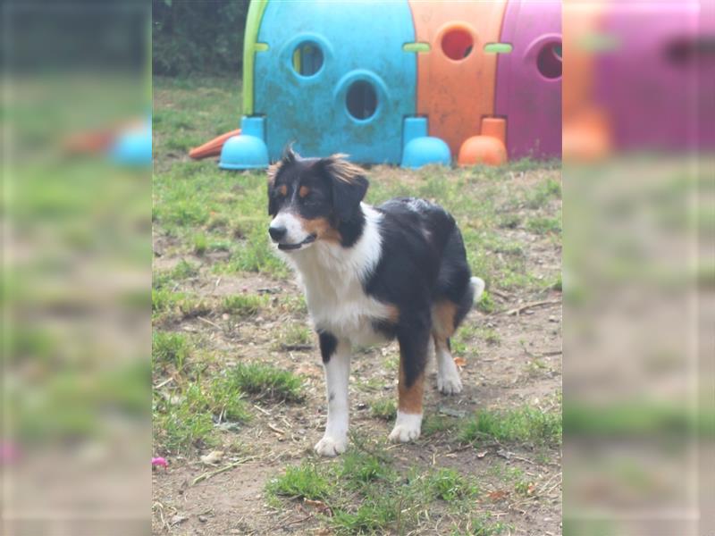 Traumhafte Miniature Australian Shepherd Junghunde ohne Abstammungsnacchweis.