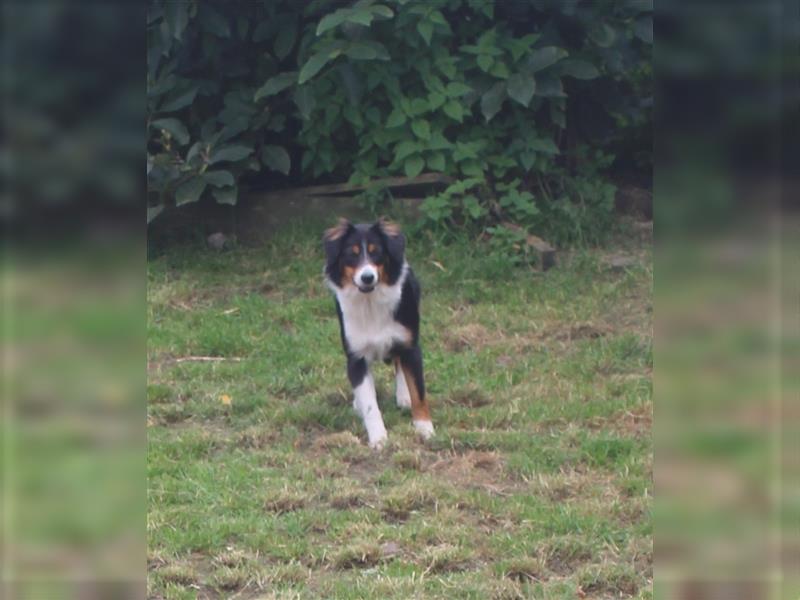 Traumhafte Miniature Australian Shepherd Junghunde ohne Abstammungsnacchweis.