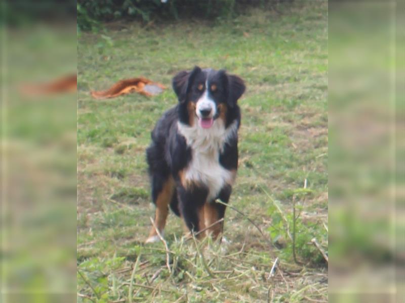 Traumhafte Miniature Australian Shepherd Junghunde ohne Abstammungsnacchweis.