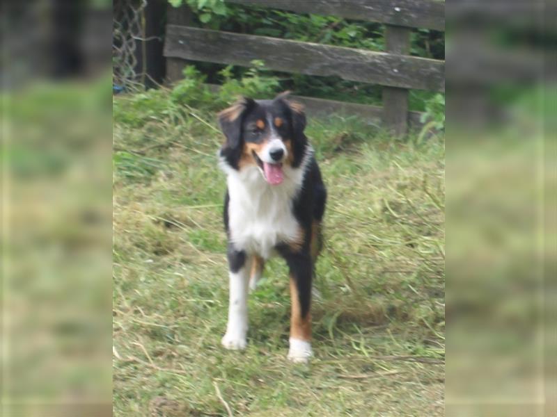 Traumhafte Miniature Australian Shepherd Junghunde ohne Abstammungsnacchweis.