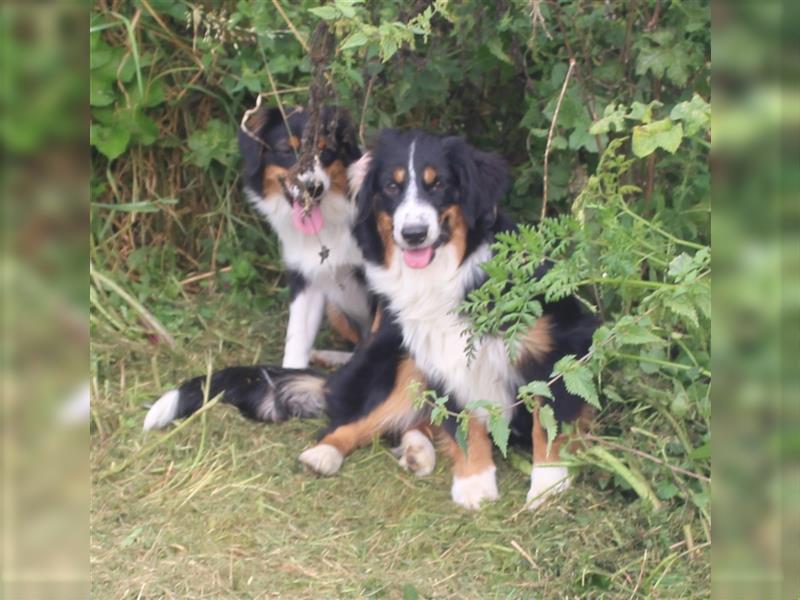 Traumhafte Miniature Australian Shepherd Junghunde ohne Abstammungsnacchweis.