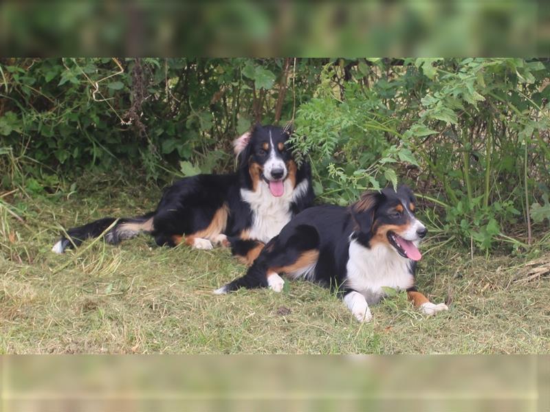 Traumhafte Miniature Australian Shepherd Junghunde ohne Abstammungsnacchweis.