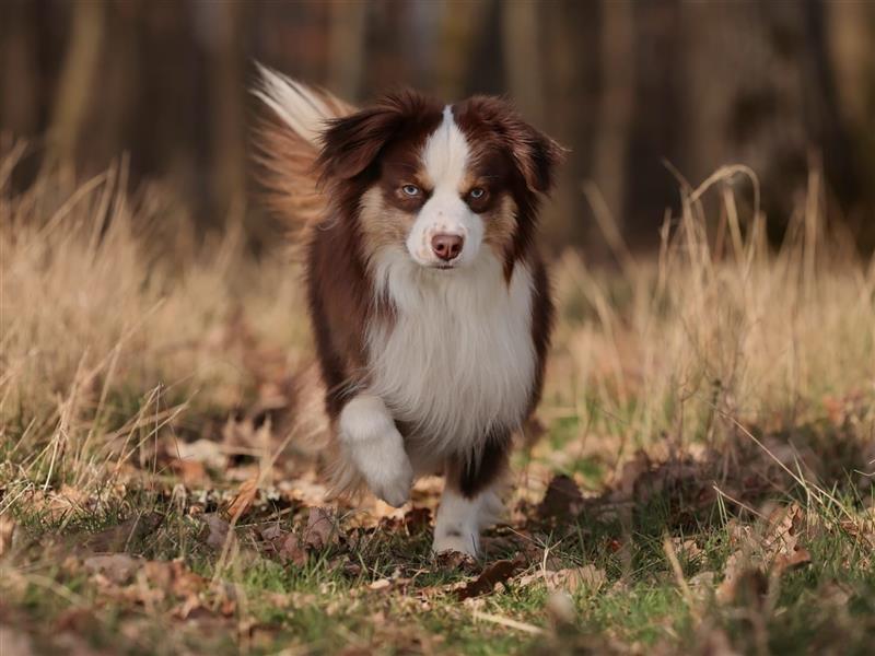 Miniature Australian Shepherds Wurfankündigung