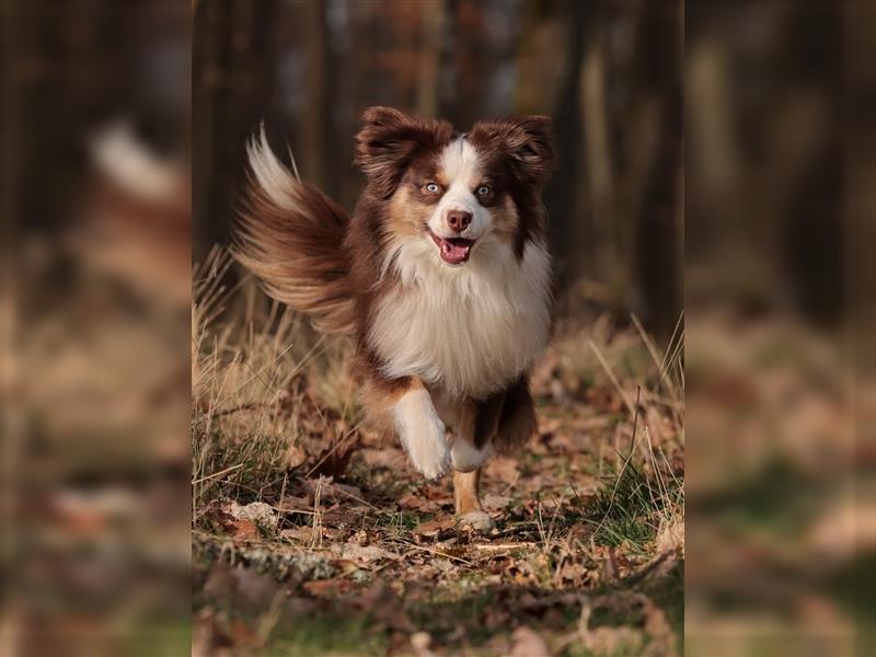 Miniature Australian Shepherds Wurfankündigung