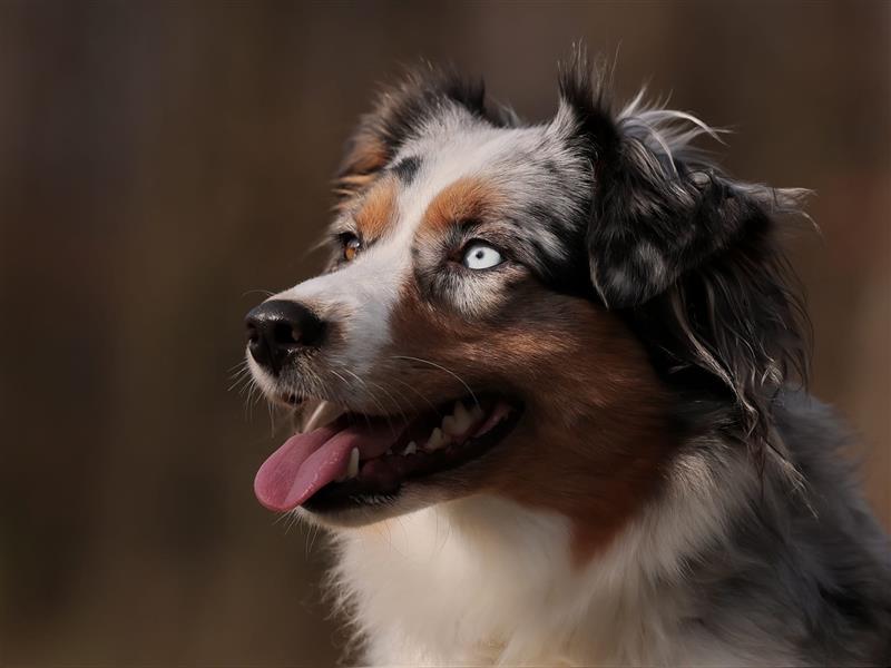 Miniature Australian Shepherds Wurfankündigung