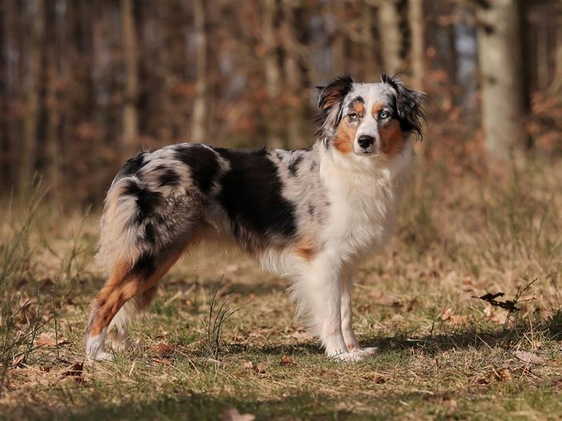 Miniature Australian Shepherds Wurfankündigung