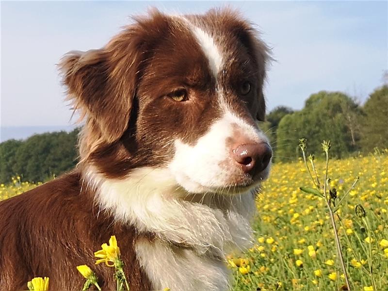 WURFPLANUNG Miniature Australian Shepherds, Anfang 2025