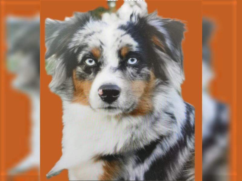 WURFPLANUNG Miniature Australian Shepherds, Anfang 2025