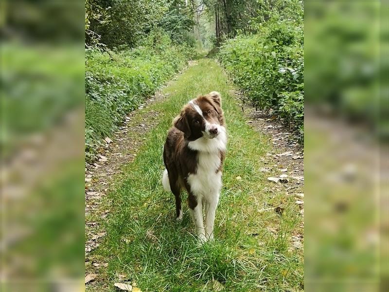 WURFPLANUNG Miniature Australian Shepherds, Anfang 2025