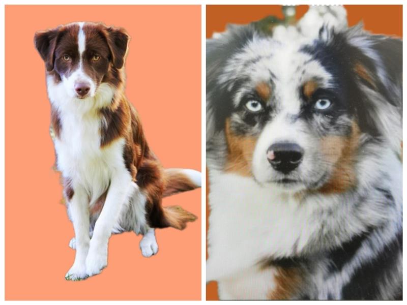 WURFANKÜNDIGUNG Miniature Australian Shepherd Anfang 2025