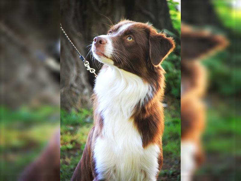 WURFANKÜNDIGUNG Miniature Australian Shepherd Anfang 2025