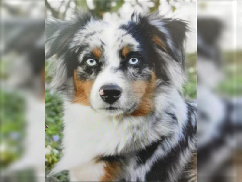 WURFANKÜNDIGUNG Miniature Australian Shepherd Anfang 2025