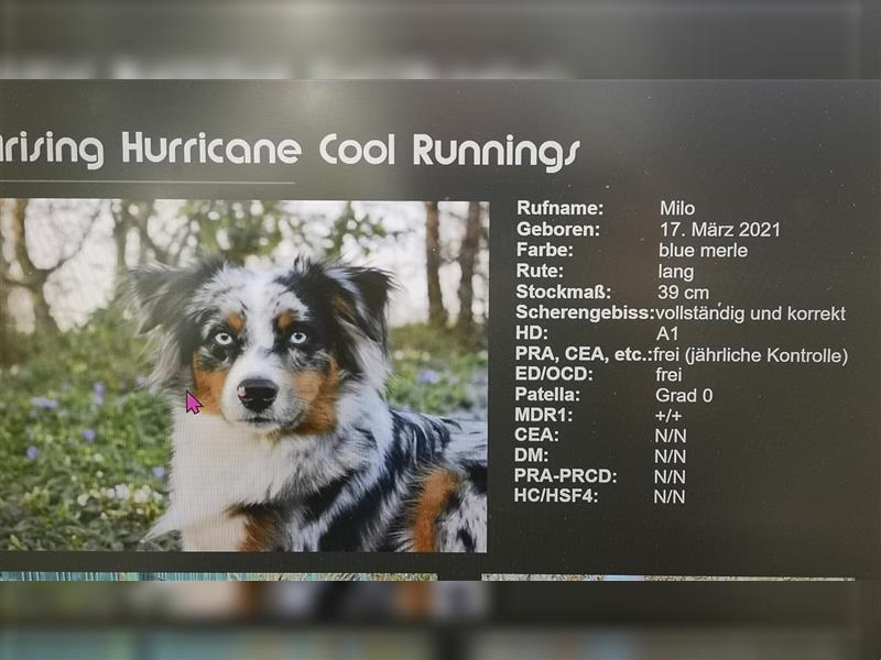 WURFANKÜNDIGUNG Miniature Australian Shepherd Anfang 2025