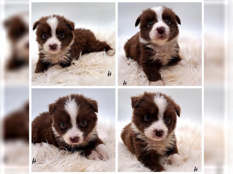 Miniature Australian Shepherd Welpen mit Papieren