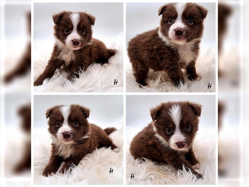 Miniature Australian Shepherd Welpen mit Papieren