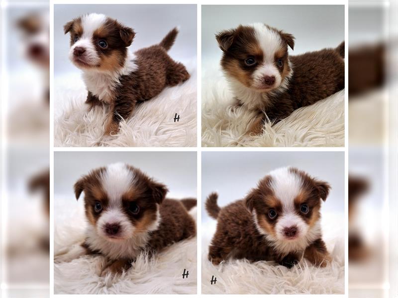 Miniature Australian Shepherd Welpen mit Papieren