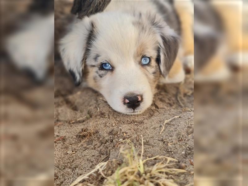 Mini Aussie Miniature Australian Shepherd  American Australien Shepheard