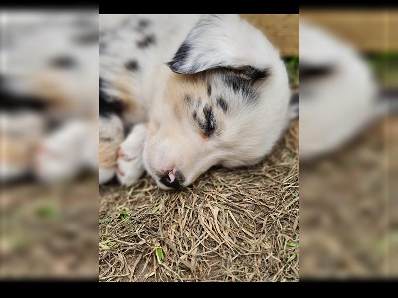 Mini Aussie Miniature Australian Shepherd  American Australien Shepheard