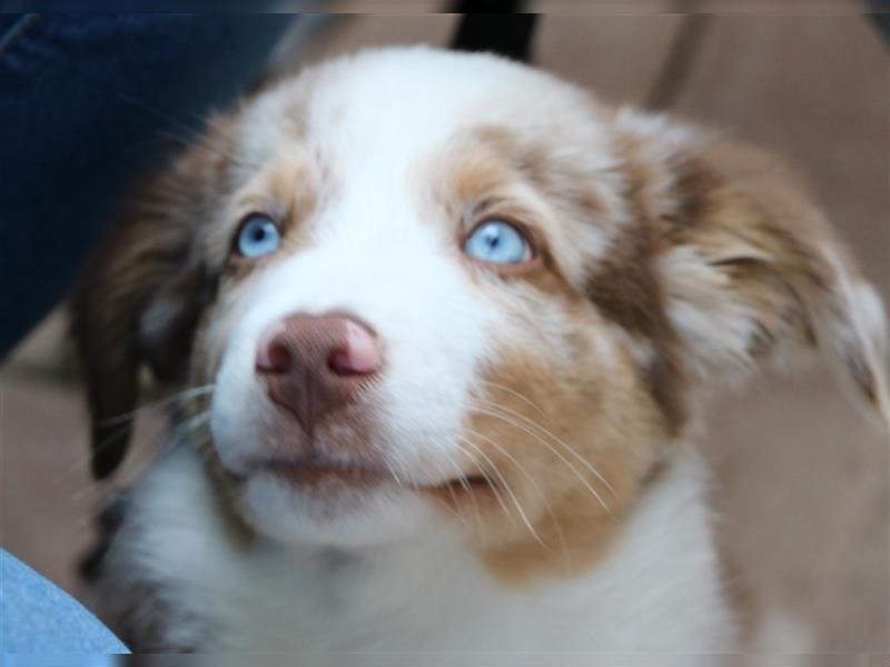 Mini Aussie Miniature Australian Shepherd  American Australien Shepheard