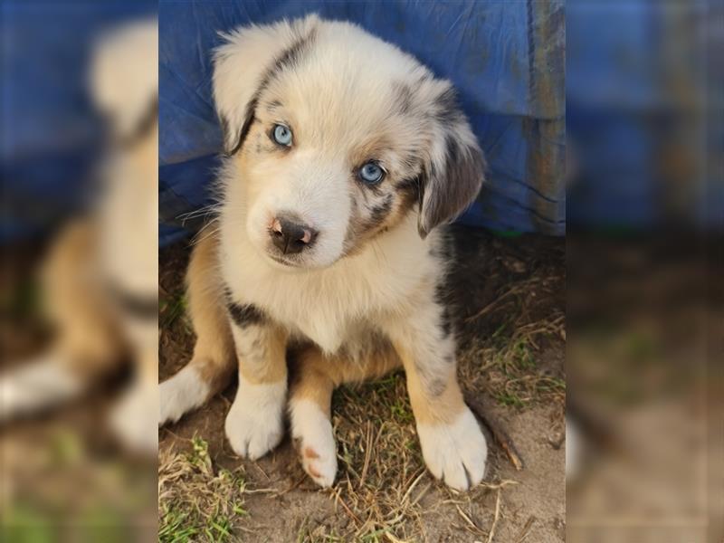 Mini Aussie Miniature Australian Shepherd  American Australien Shepheard