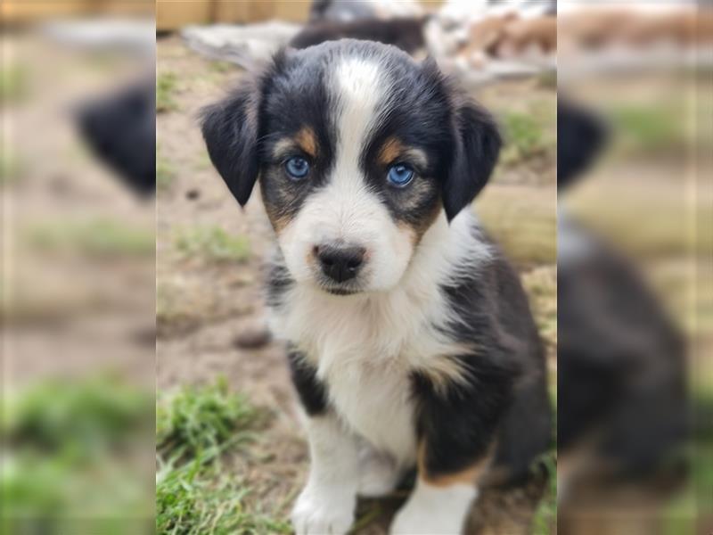 Mini Aussie Miniature Australian Shepherd  American Australien Shepheard