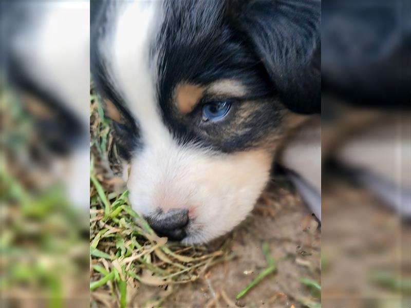 Mini Aussie Miniature Australian Shepherd  American Australien Shepheard