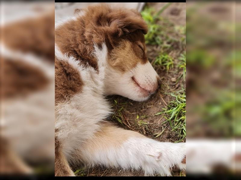 Mini Aussie Miniature Australian Shepherd  American Australien Shepheard