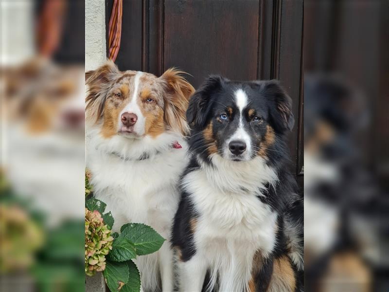 Mini Aussie Miniature Australian Shepherd  American Australien Shepheard