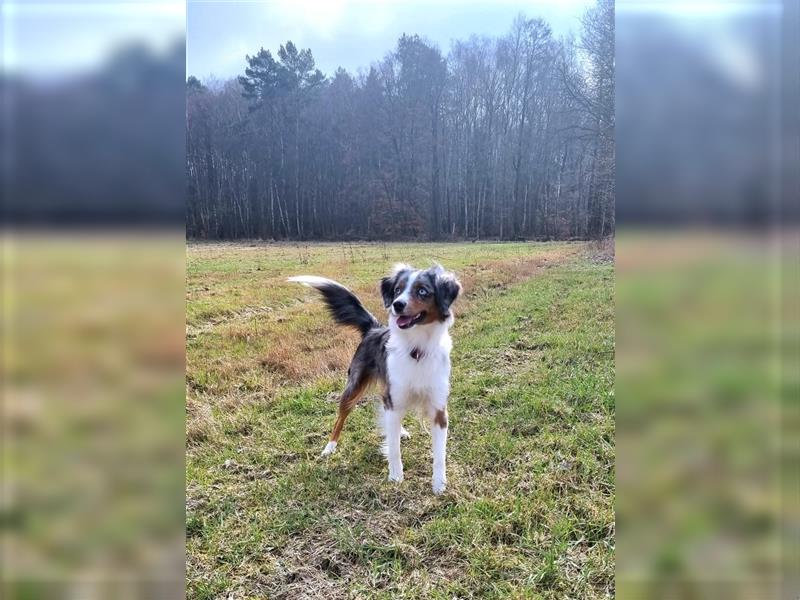 Miniature Australian Shepherd mit blauen Augen