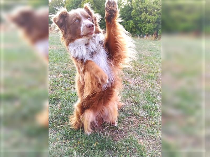 Miniature Australian Shepherd mit blauen Augen