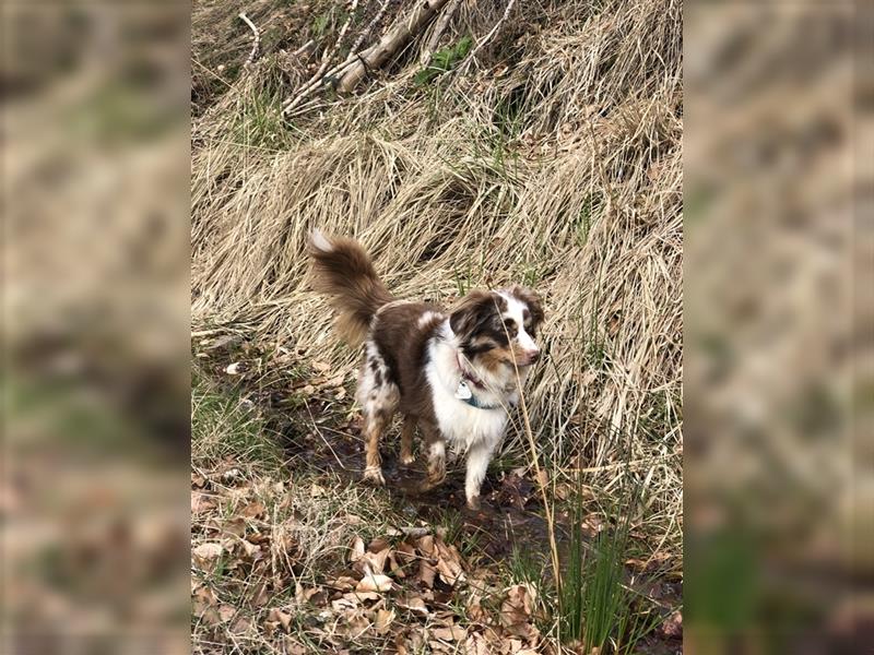 Toy Australian Shepherd Deckrüde 35 cm reine Toy Linie  Australian Shepherd