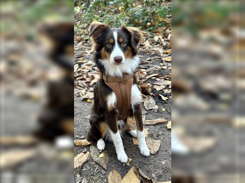 Liebevoller Miniature Australian Shepherd Rüde