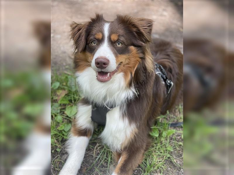 Liebevoller Miniature Australian Shepherd Rüde