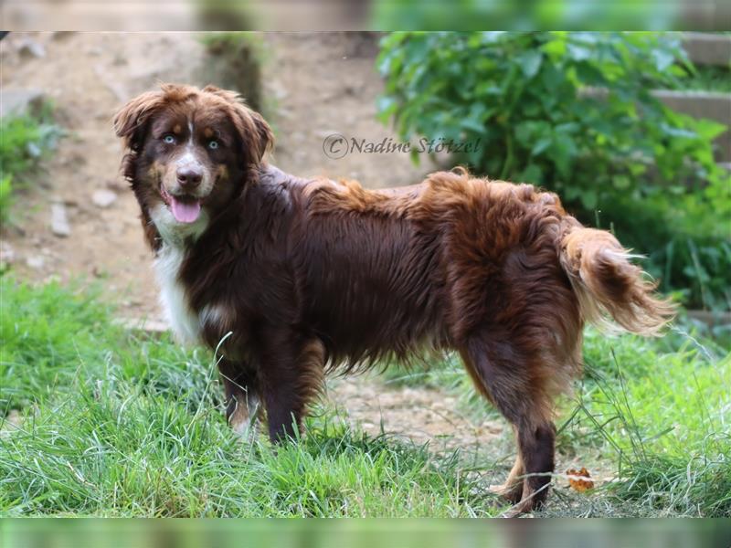 Deckrüde Australian Shepherd Rüde mit MASCA Ahnentafel und vielen Untersuchungen