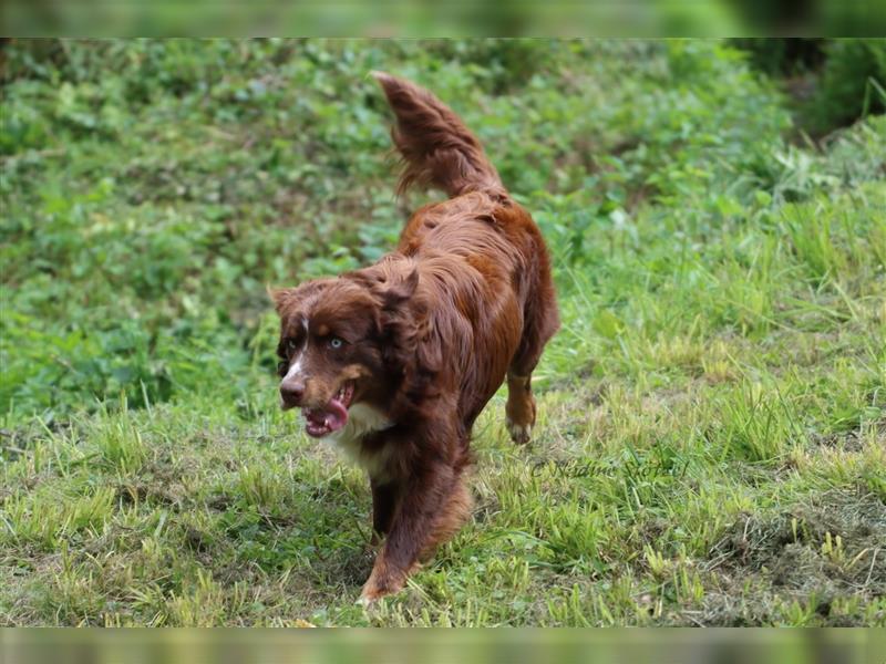 Deckrüde Australian Shepherd Rüde mit MASCA Ahnentafel und vielen Untersuchungen