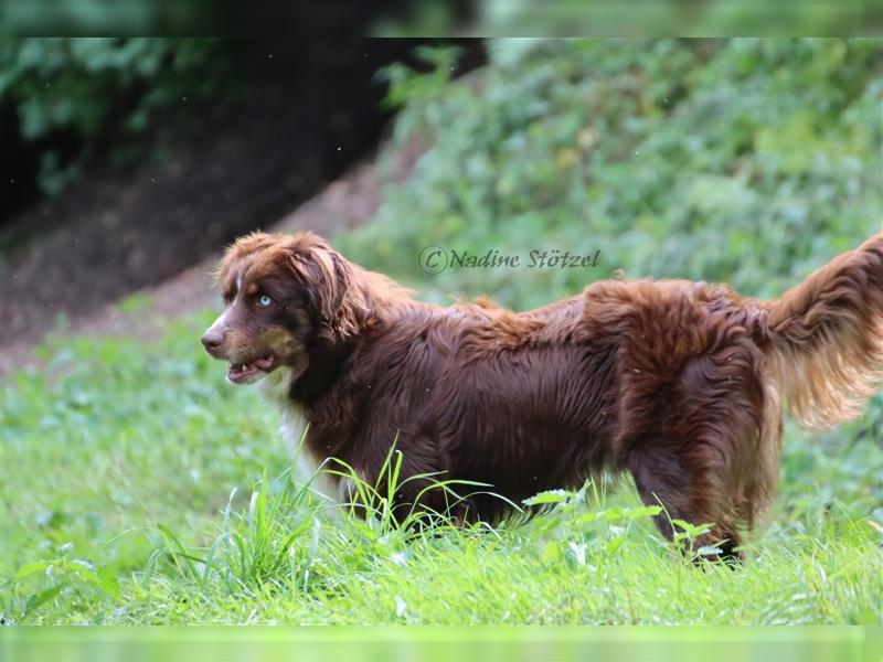 Deckrüde Australian Shepherd Rüde mit MASCA Ahnentafel und vielen Untersuchungen