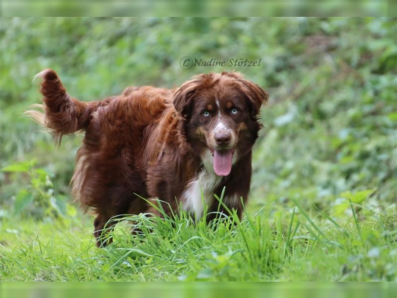 Deckrüde Australian Shepherd Rüde mit MASCA Ahnentafel und vielen Untersuchungen