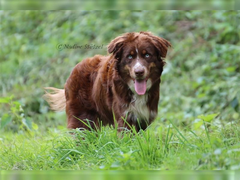 Deckrüde Australian Shepherd Rüde mit MASCA Ahnentafel und vielen Untersuchungen