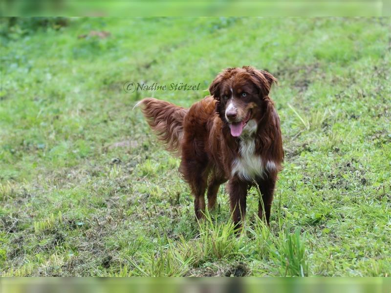 Deckrüde Australian Shepherd Rüde mit MASCA Ahnentafel und vielen Untersuchungen